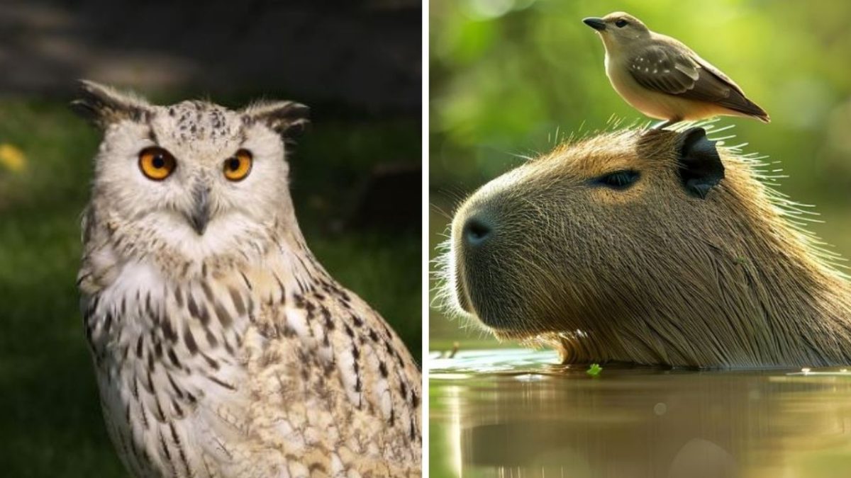 Sova sediaca na tráve a kapybara s vtákom na hlave vo vode.