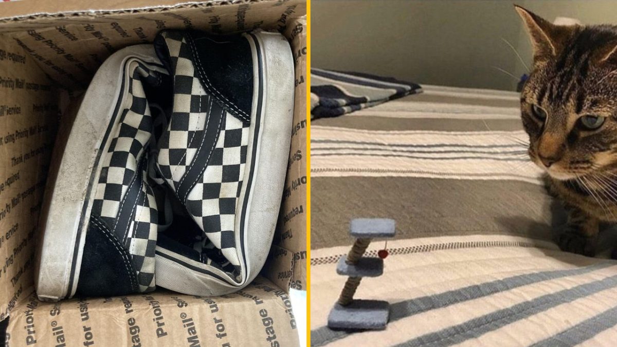 Šachovnicové tenisky v krabici a mačka skúmajúca miniatúrne škrabadlo na posteli.