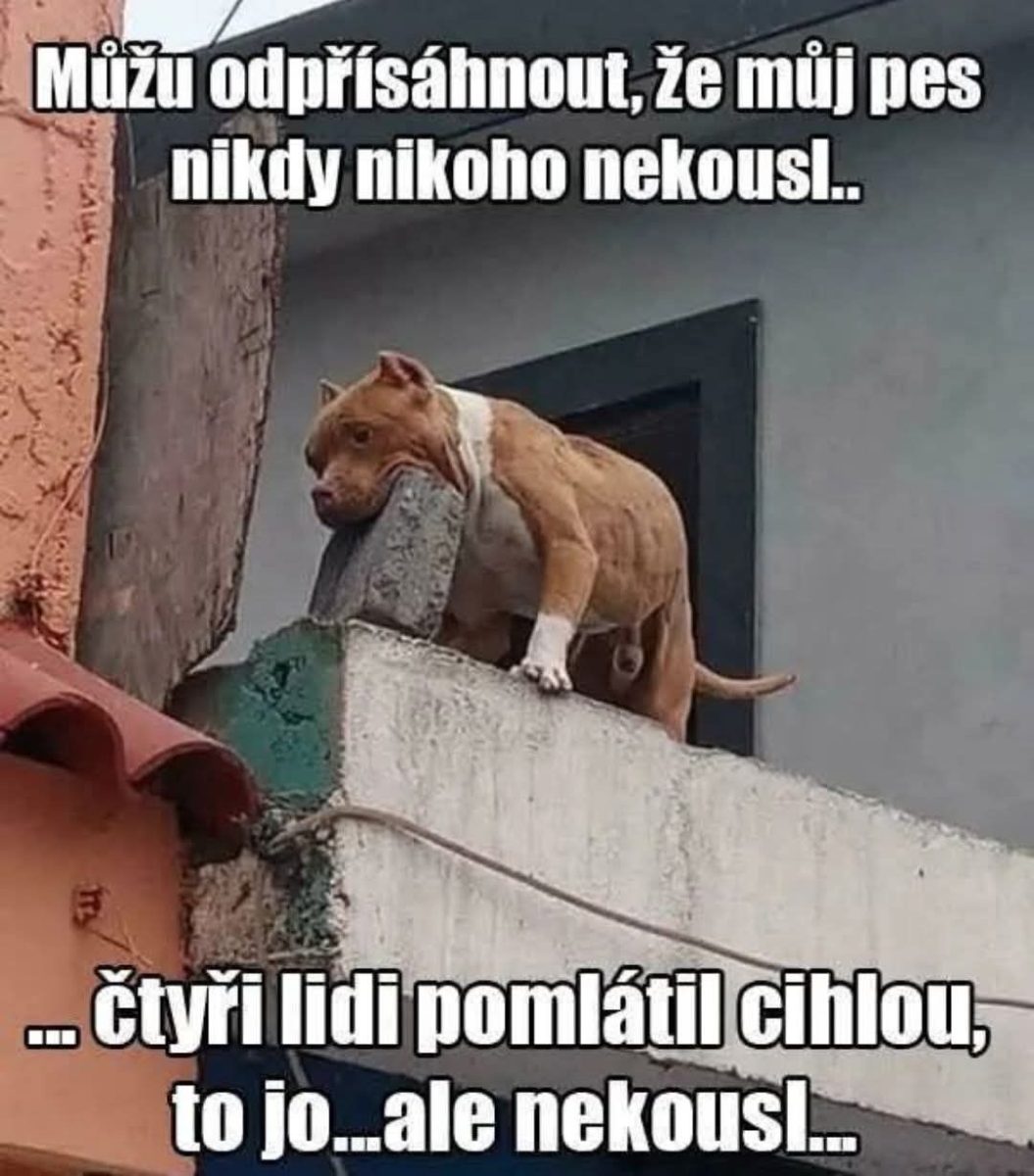 Pes opretý o múr na terase vyzerá zaujímavo. Vtipný text na obrázku pridáva humorný rozmer.