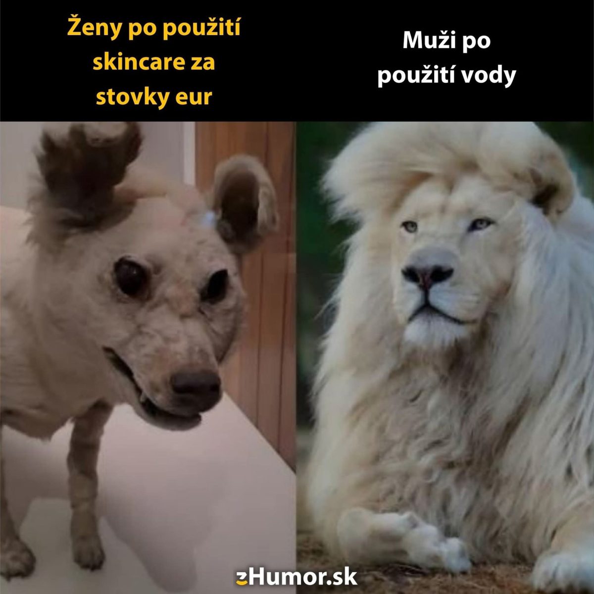 Žartovný kontrast: pes bez srsti po drahej starostlivosti a majestátny lev po umytí vodou.