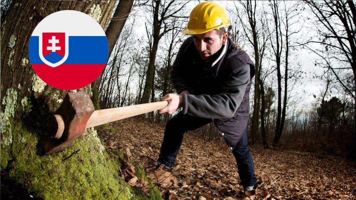 Pracovník v prilbe používa sekeru na rúbanie stromu v lese, vedľa je slovenská vlajka.