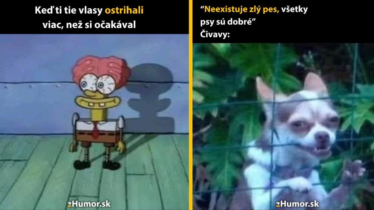 Príliš krátky účes a nahnevaná čivava vtipne ilustrujú prekvapivé situácie so zvieratami a vlasmi.