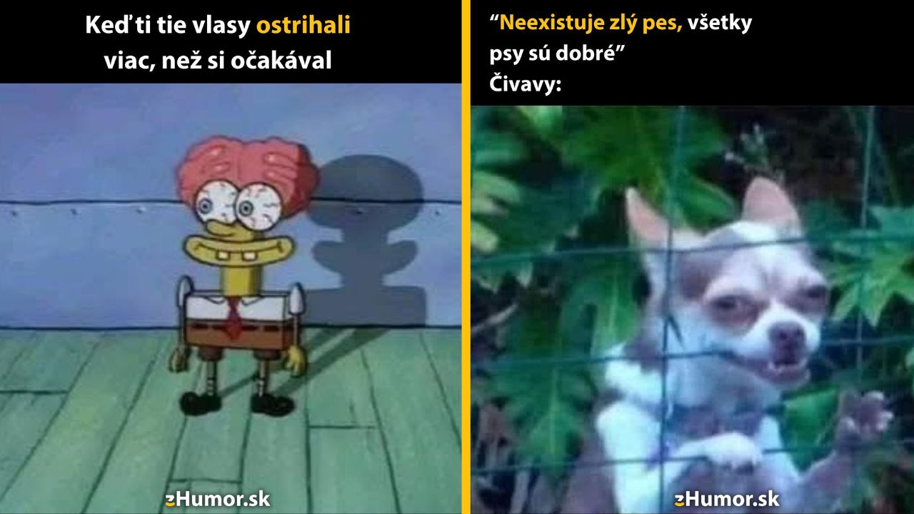 Príliš krátky účes a nahnevaná čivava vtipne ilustrujú prekvapivé situácie so zvieratami a vlasmi.