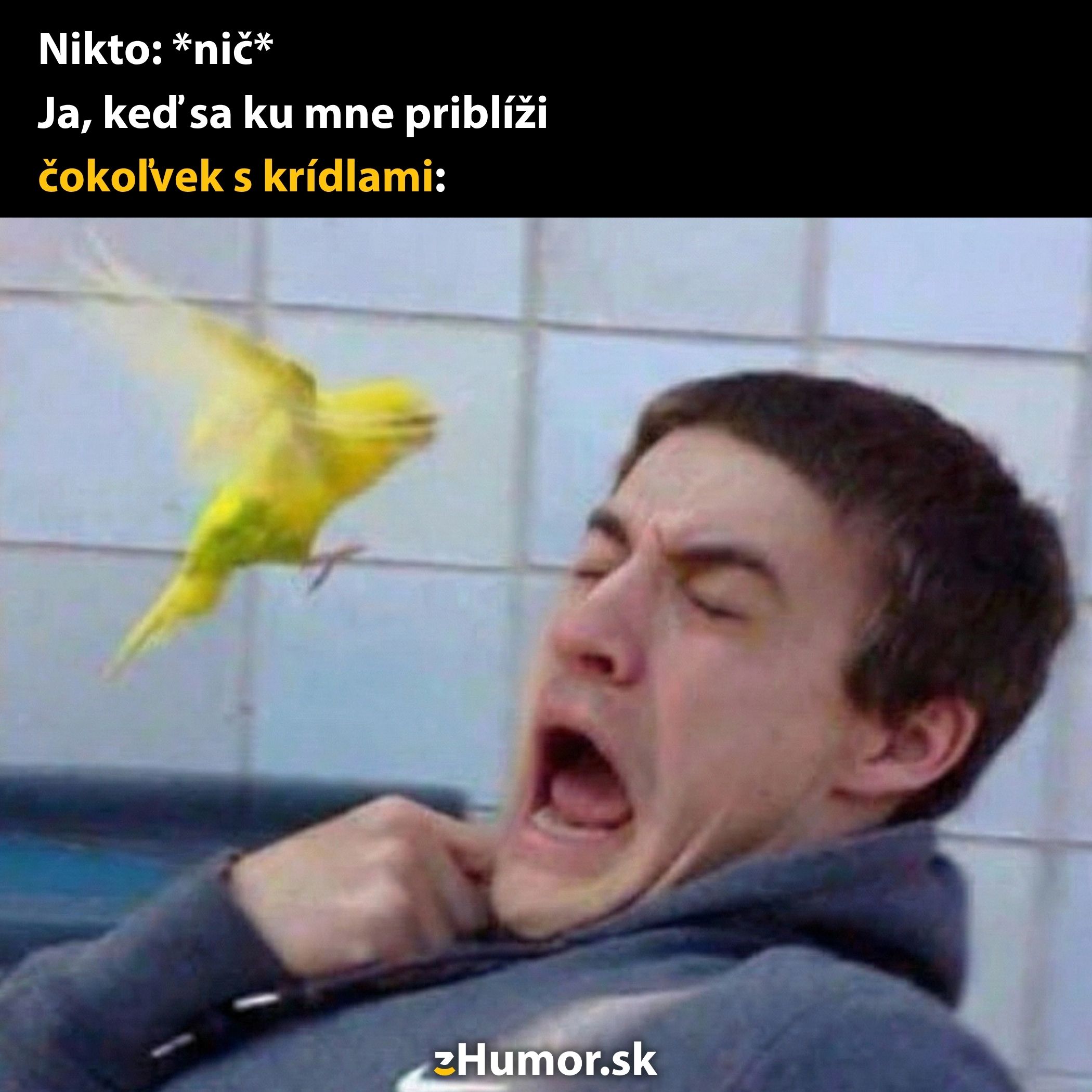 Muž sa krčí pred vtákom vo vzduchu, zábavná reakcia na blížiaci sa objekt s krídlami.
