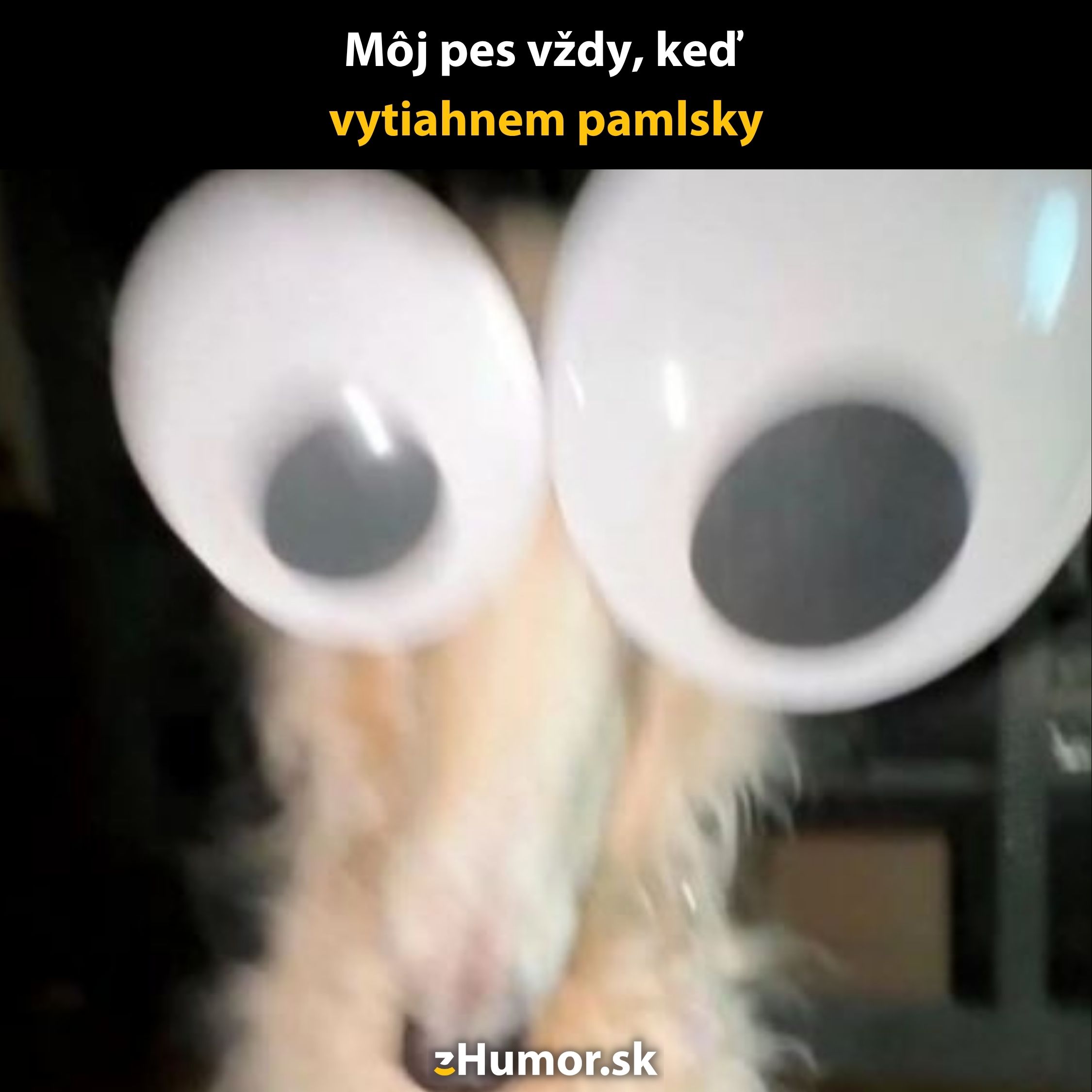 Pes s veľkými googly očami sa teší na pamlsky, vtipný pohľad na jeho reakciu.