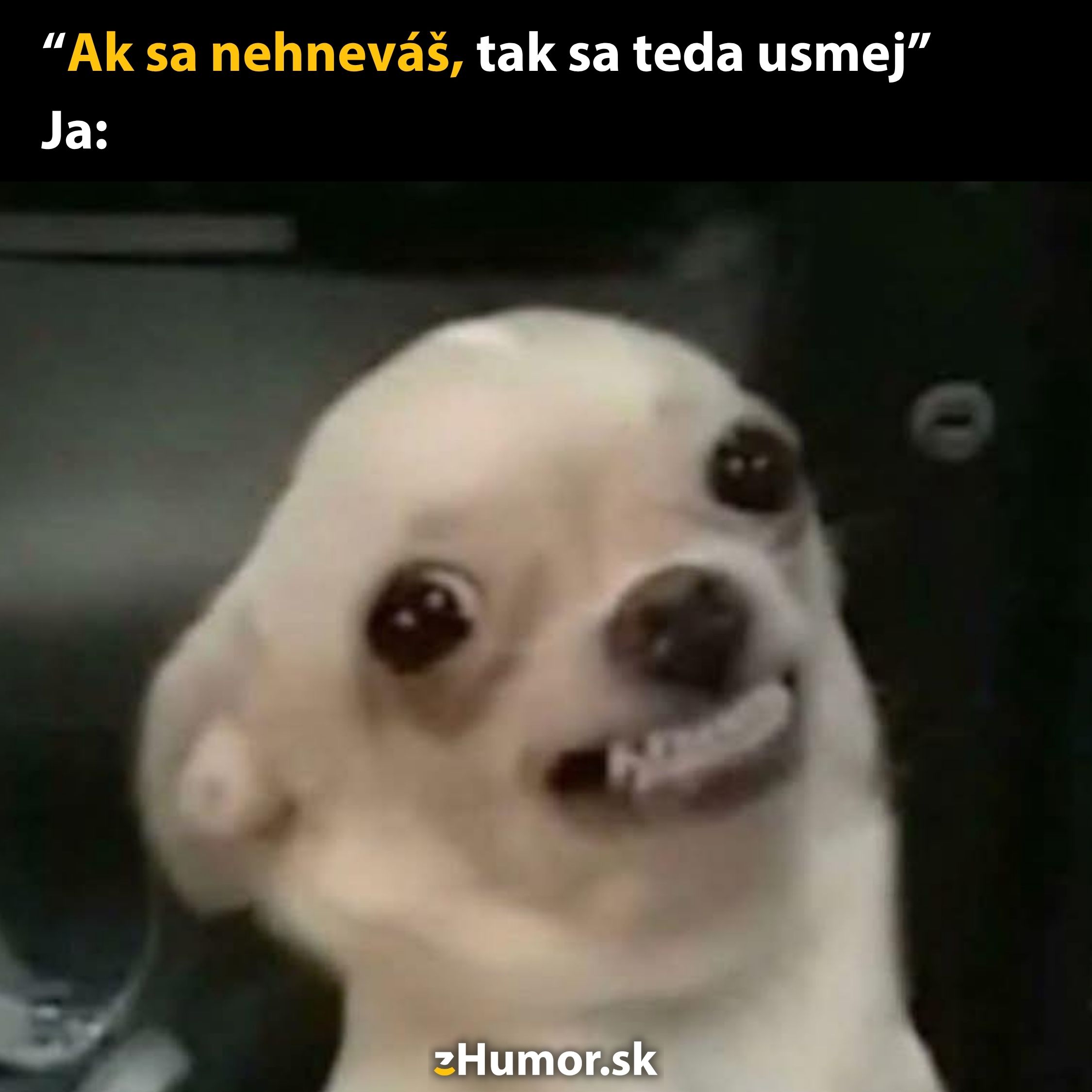 Pes s vtipným úsmevom reaguje na žiadosť o úsmev, keď sa nehnevá. Text: Ak sa nehneváš, tak sa teda usmej.