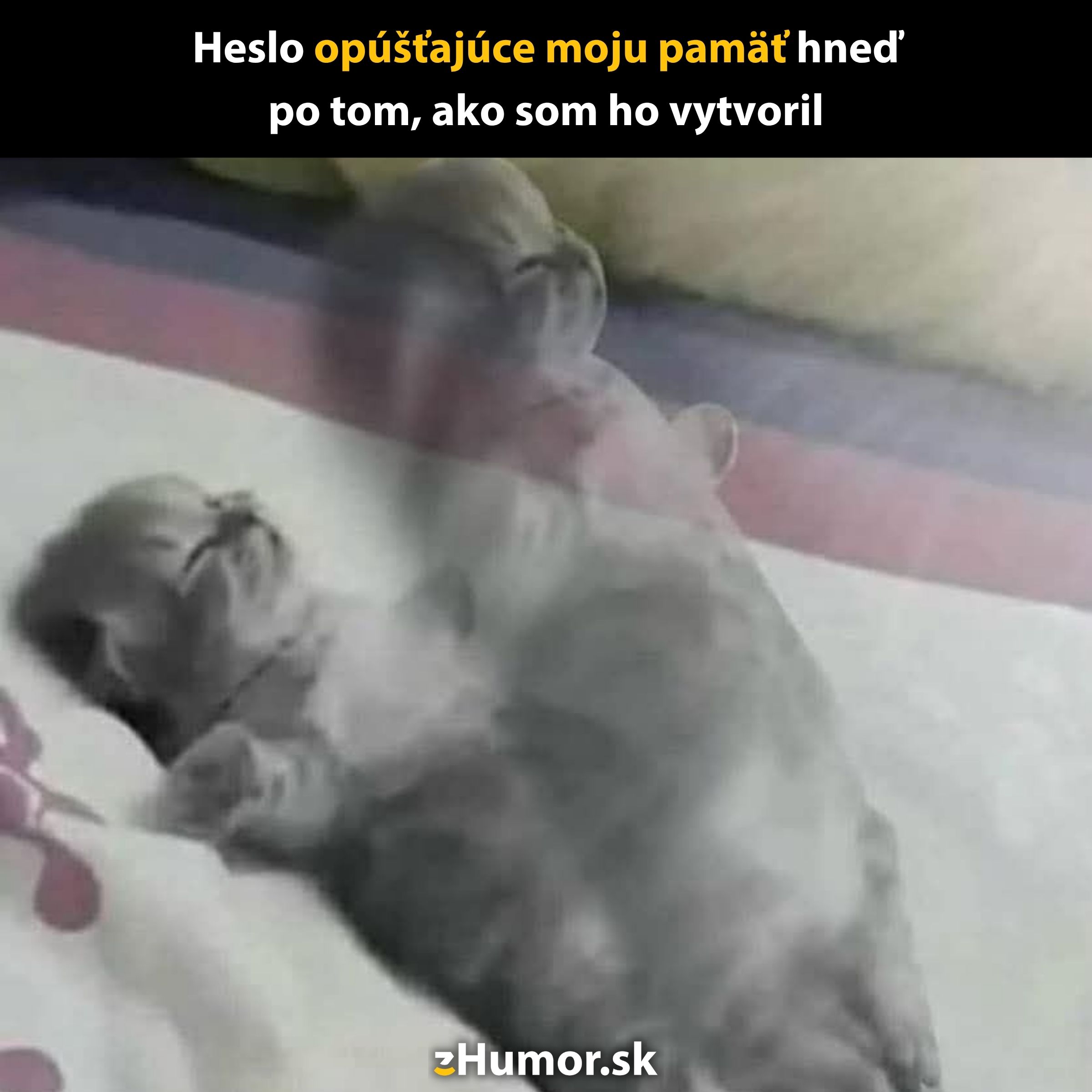 Mačiatko ležiace na deke, rozmazané dvojité zobrazenie pre komický efekt pamäte.