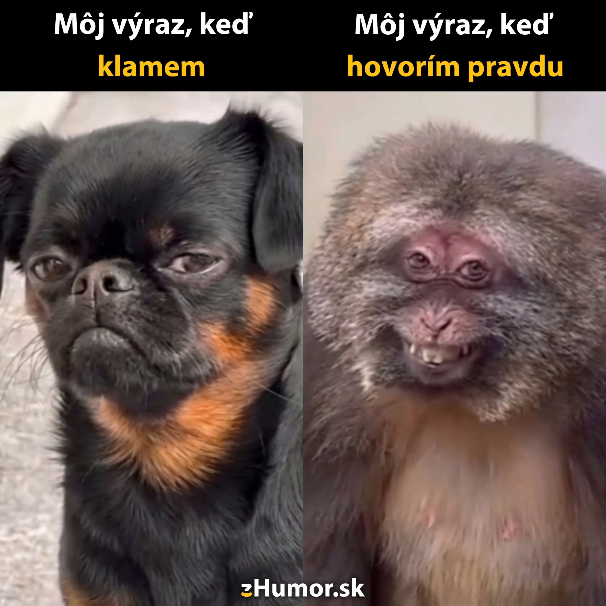 Pes a opica s rôznymi výrazmi tváre, vtipný kontrast medzi klamaním a hovorením pravdy.
