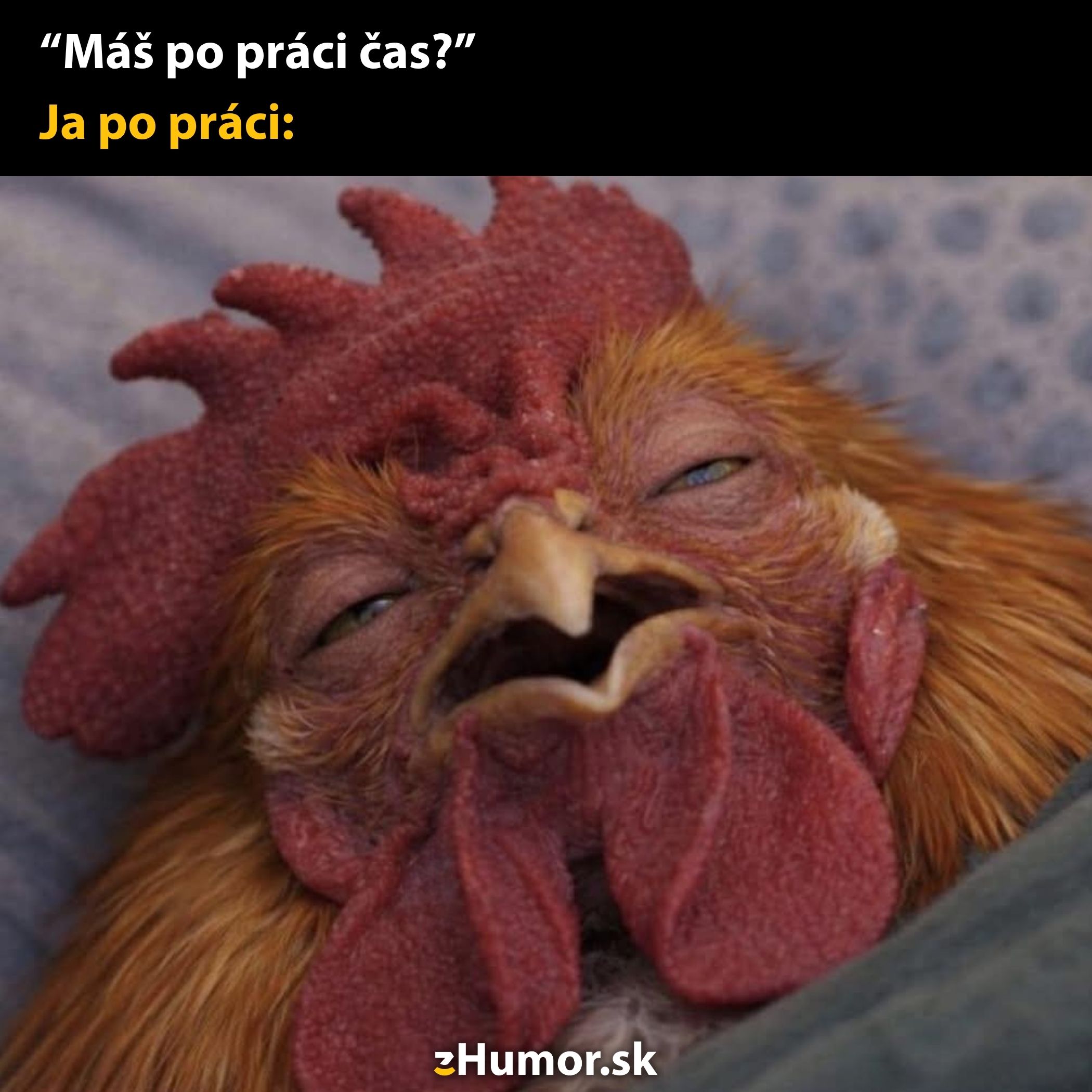 Smutná sliepka znázorňujúca únavu po práci s vtipným textom Máš po práci čas? Ja po práci: na pozadí.