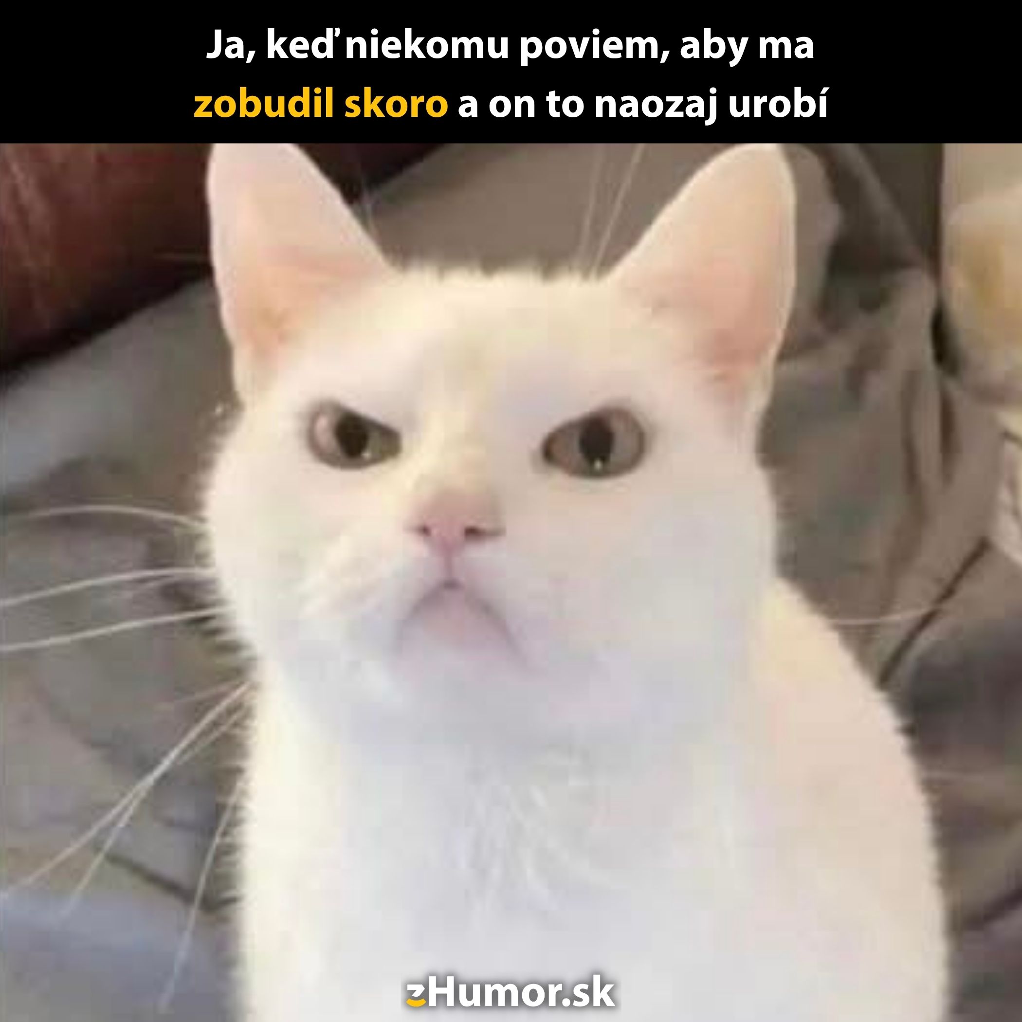Biely mačka s nahnevaným výrazom sedí na gauči, zábavne ukazuje nespokojnosť s ranným vstávaním.