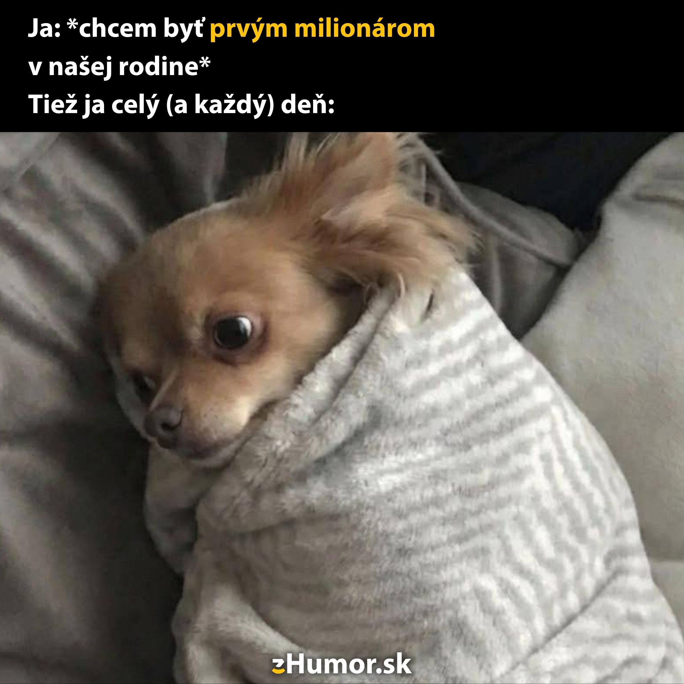 Malý pes zabalený v deke so smiešnym výrazom na tvári. Text v obrázku odkazuje na snahu o finančný úspech.