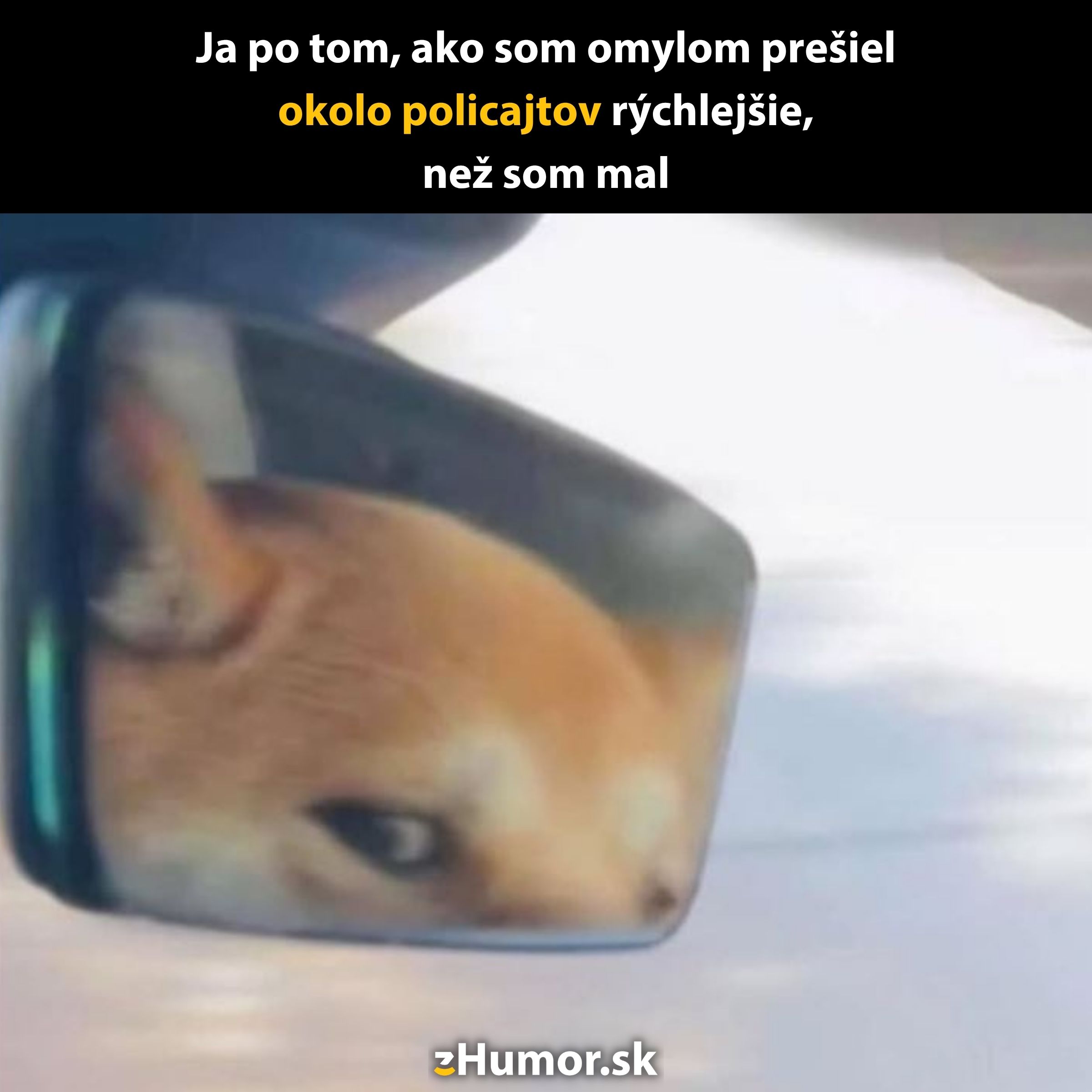 Pes s vystrašeným pohľadom v spätnom zrkadle auta po rýchlej jazde okolo policajtov.