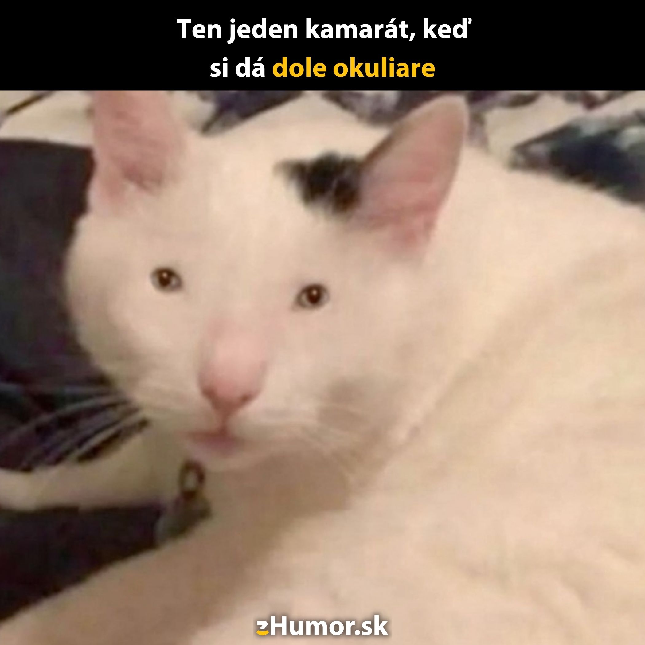 Biely mačka s čiernou škvrnou na hlave leží a má zmätený výraz, vtipný text o kamarátovi bez okuliarov.