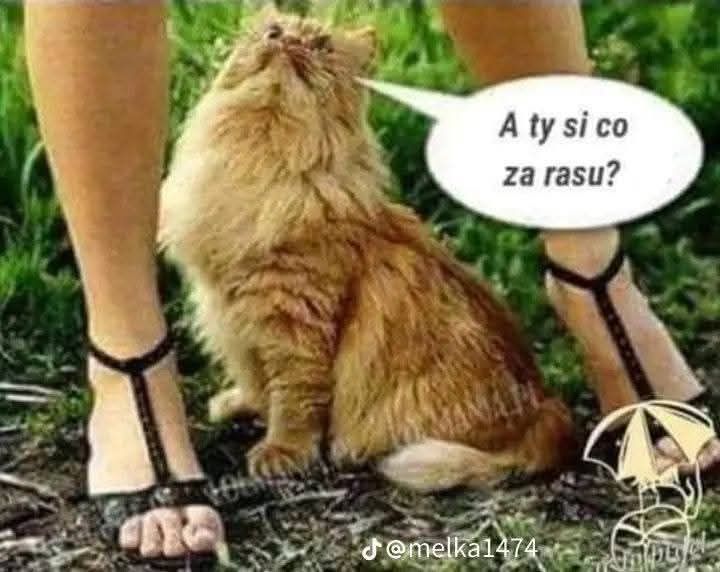 Mačka sedí vedľa nôh osoby a uvažuje o jej rase so zvedavým výrazom.