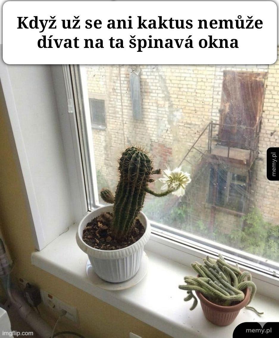 Kaktus na parapete, ktorý vyzerá, akoby neznášal špinavé okno.