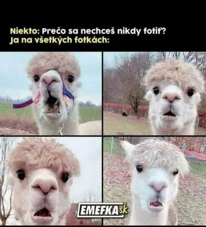 Lama s vtipnými výrazmi tváre ilustruje, ako sa niektorí ľudia cítia pri fotení.