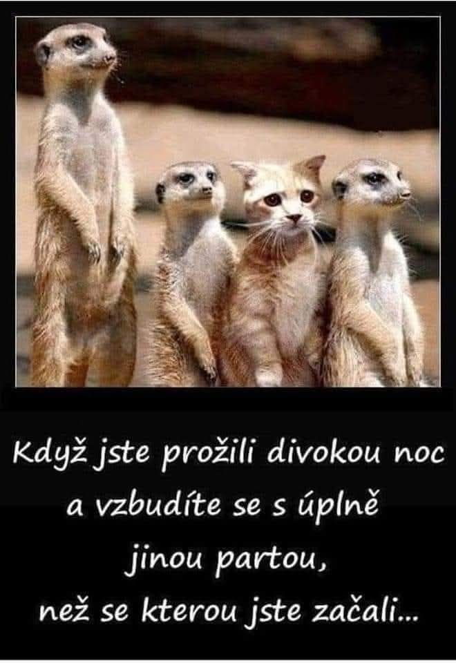 Surikaty a zmätená mačka - pocit po prebdenej noci s inou skupinou.
