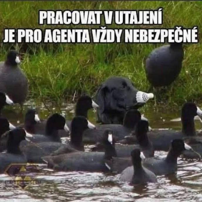 Pes zamaskovaný medzi vtákmi vo vode s nápisom „Pracovat v utajení je pro agenta vždy nebezpečné“.