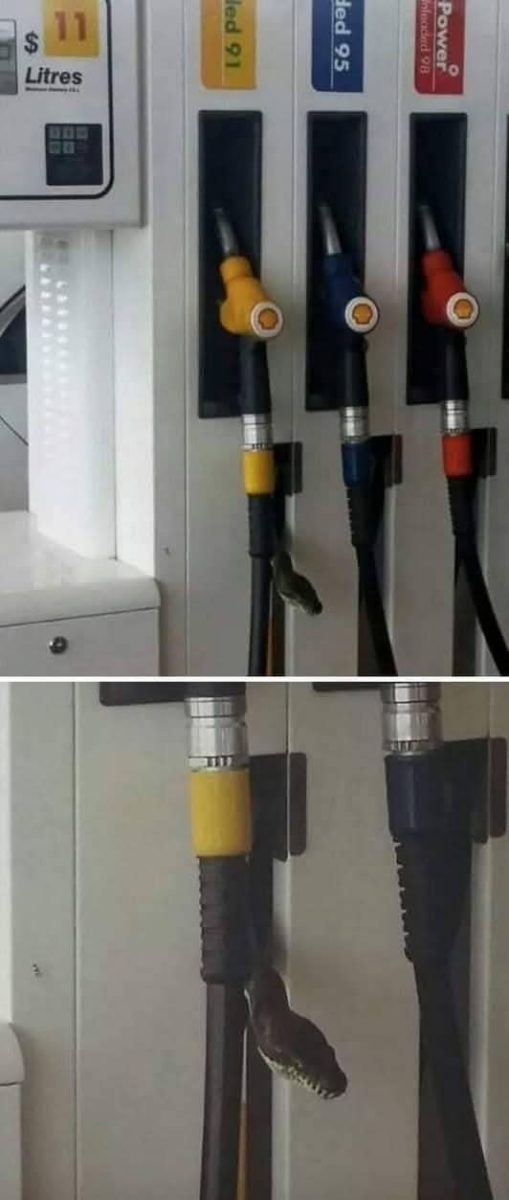 Had prekvapujúco visí na čerpacej stanici medzi hadicami na tankovanie pohonných hmôt.