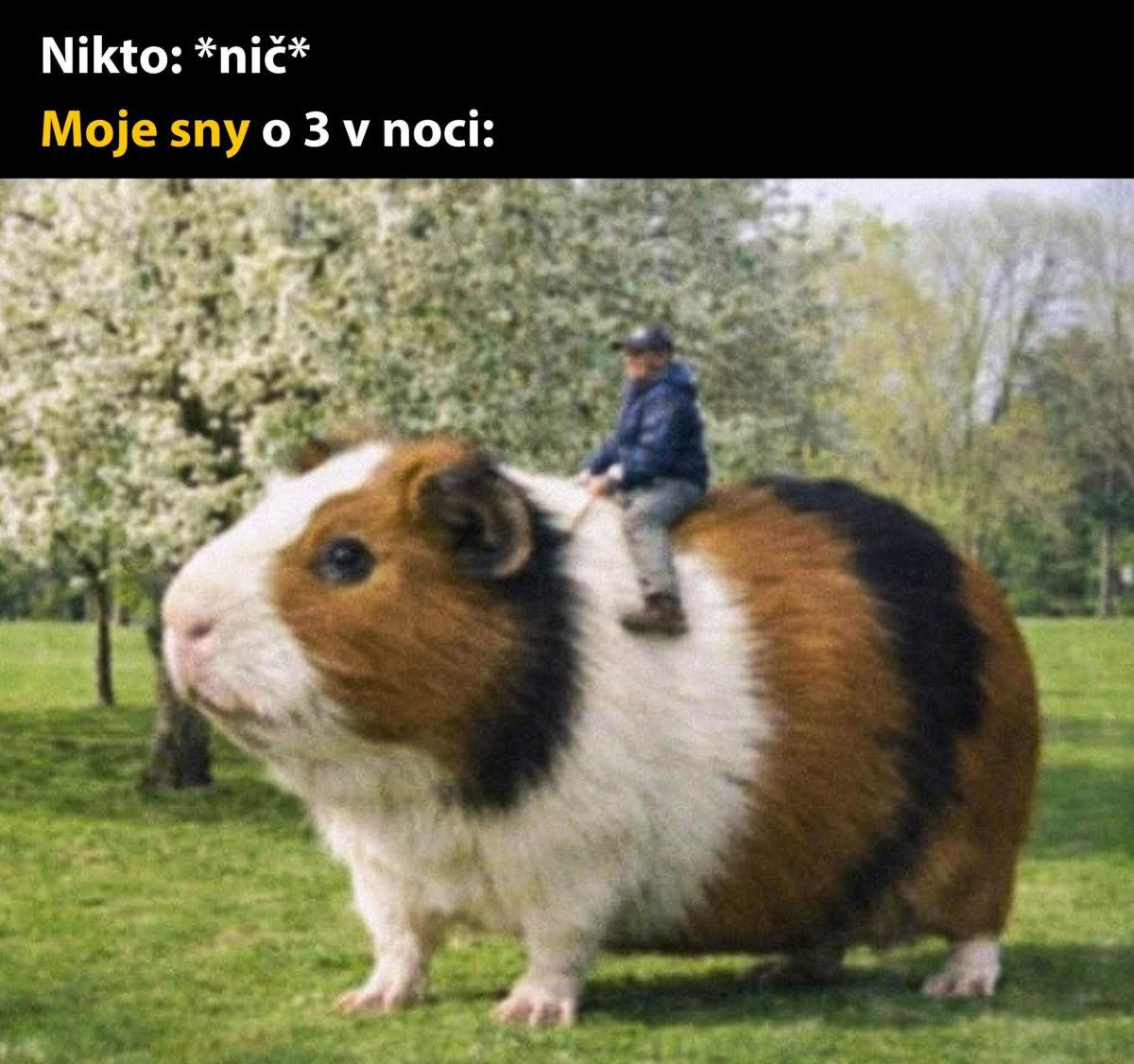 Obrovský morča, na ktorom sedí človek, na lúke so stromami, text hovorí: Nikto: *nič* Moje sny o 3 v noci: