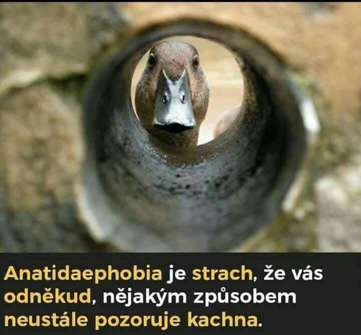 Kachna sa pozerá cez potrubie, text hovorí o strachu z pozorovania kačkou - anatidaefóbia.