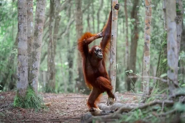 Orangutan sa drží stromu v hustom lese. Relaxovaná póza, zelené prostredie, divoká príroda.