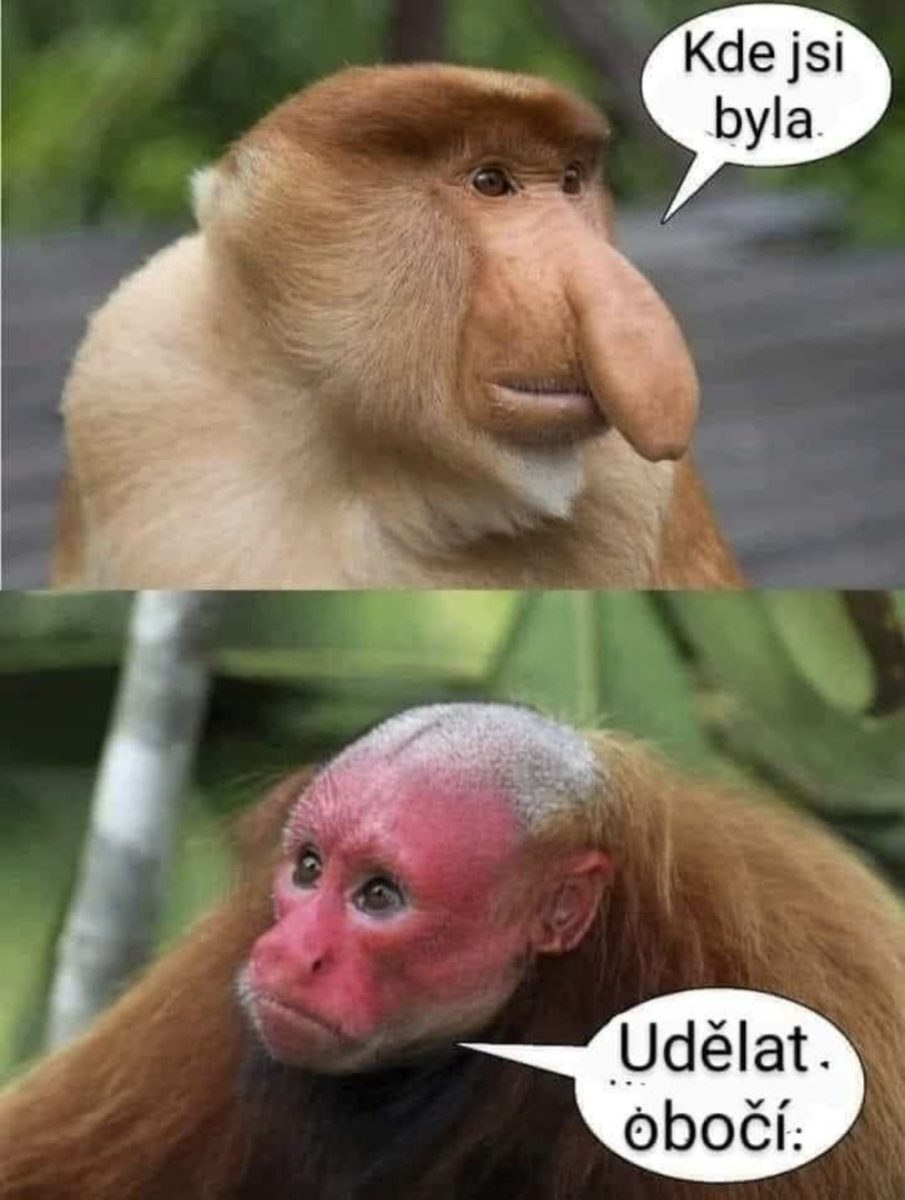Dve opice v konverzácii: „Kde jsi byla?“ „Udělat obočí.“ Humorná scéna s grimasami a textovými bublinami.