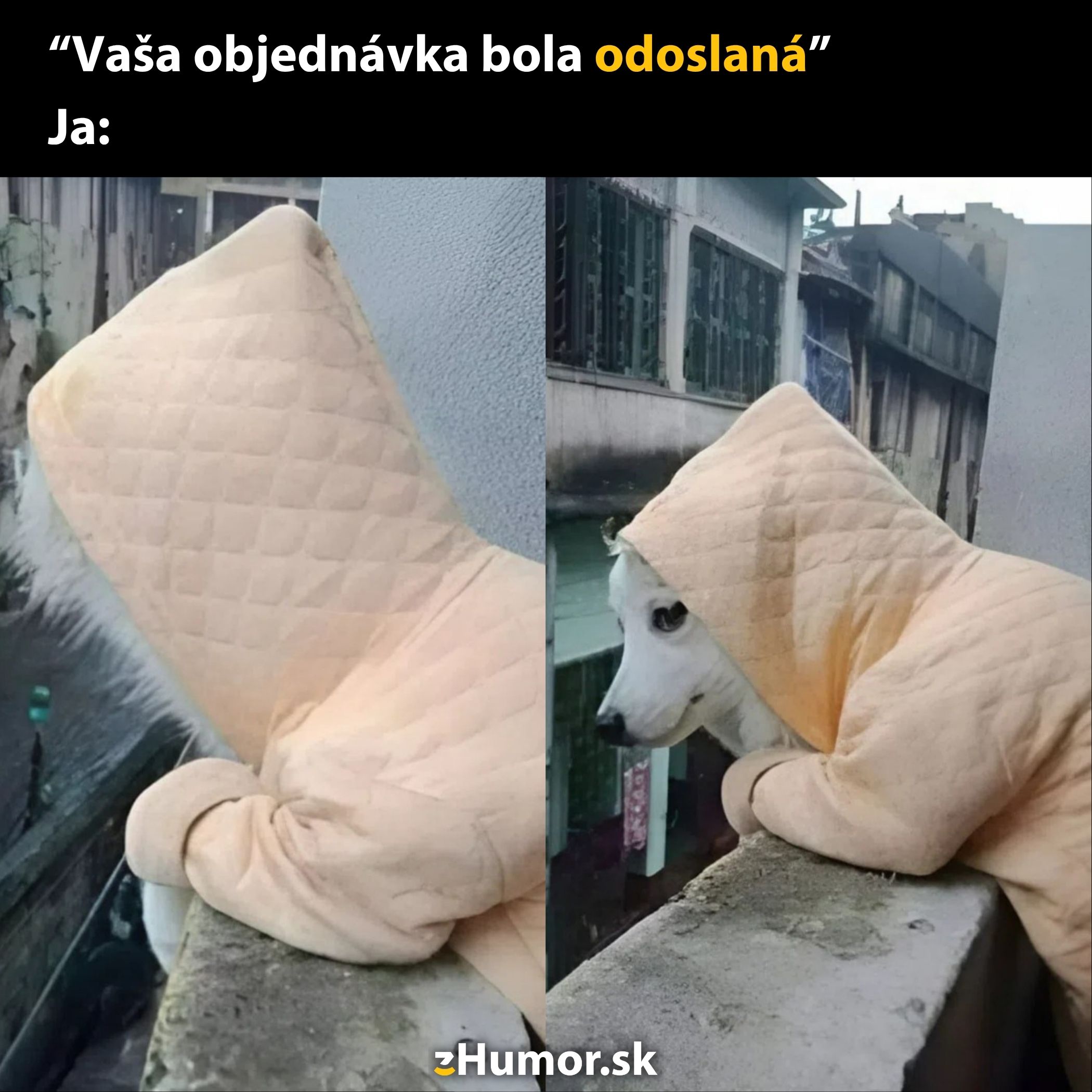 Pes v kapucni čaká netrpezlivo na balík pri okne, s vtipným výrazom na tvári.