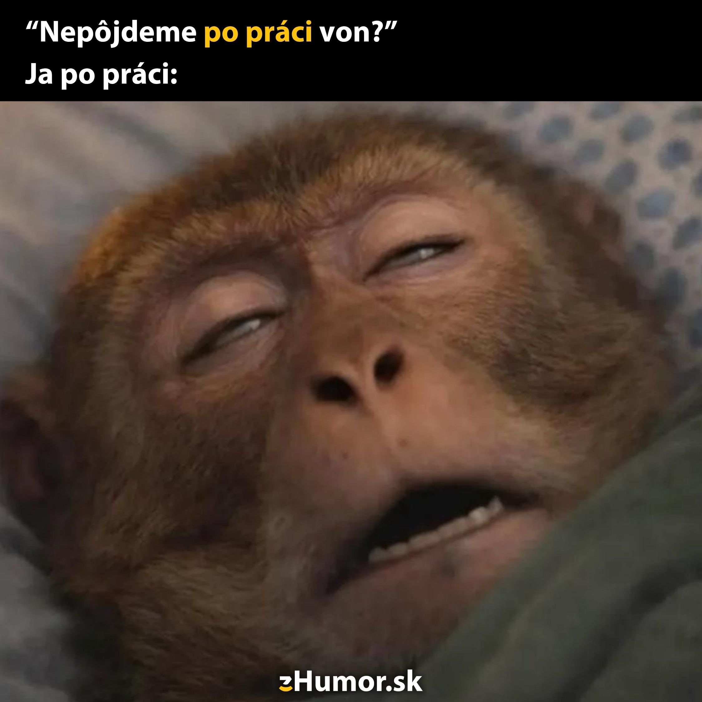 Opica vyčerpaná po práci leží v posteli, výraz tváre ilustruje pocit únavy a neochoty ísť von.