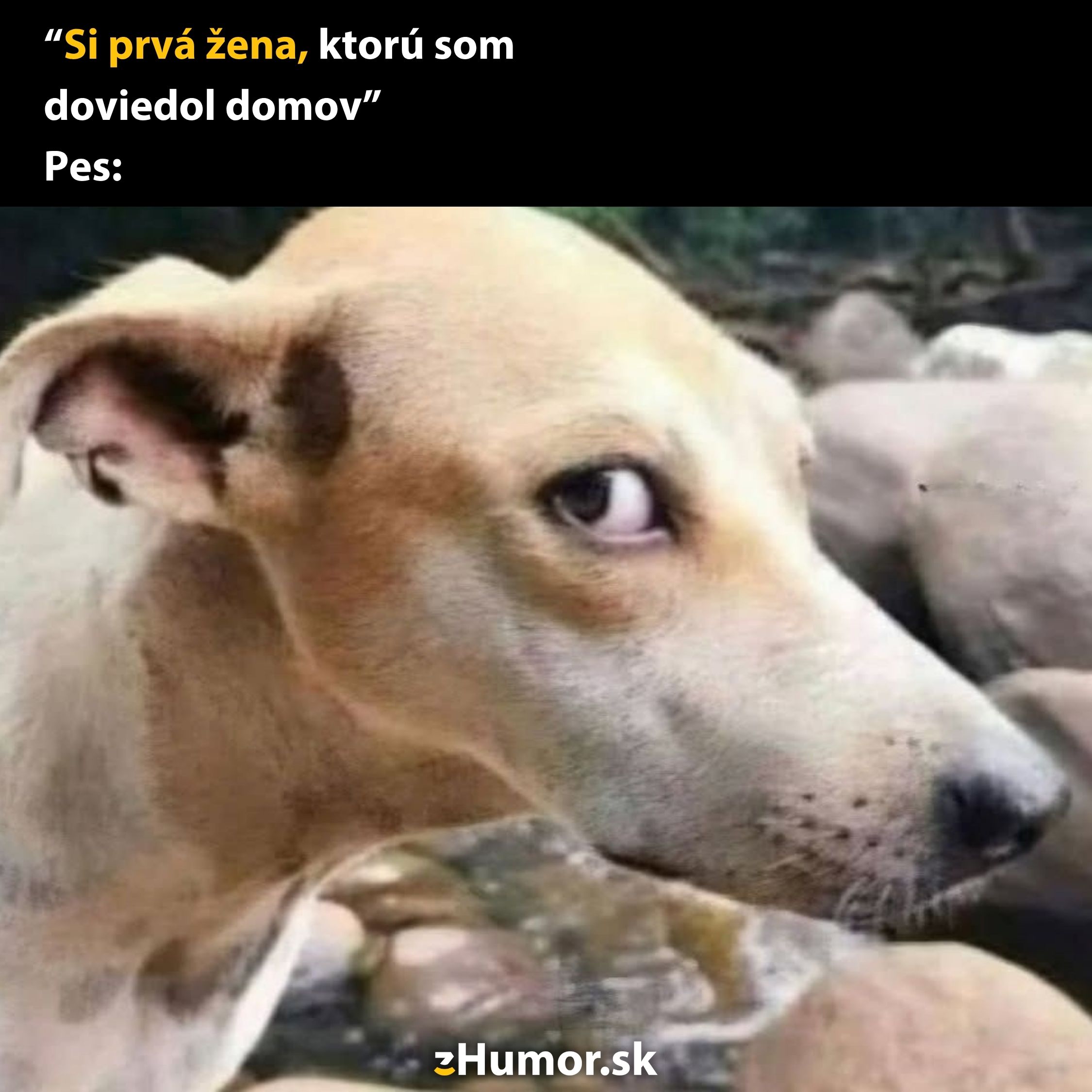 Pes skepticky pozerá, keď majiteľ tvrdí, že je v prvýkrát doma so ženou; vtipný moment nad riekou z eHumor.sk.