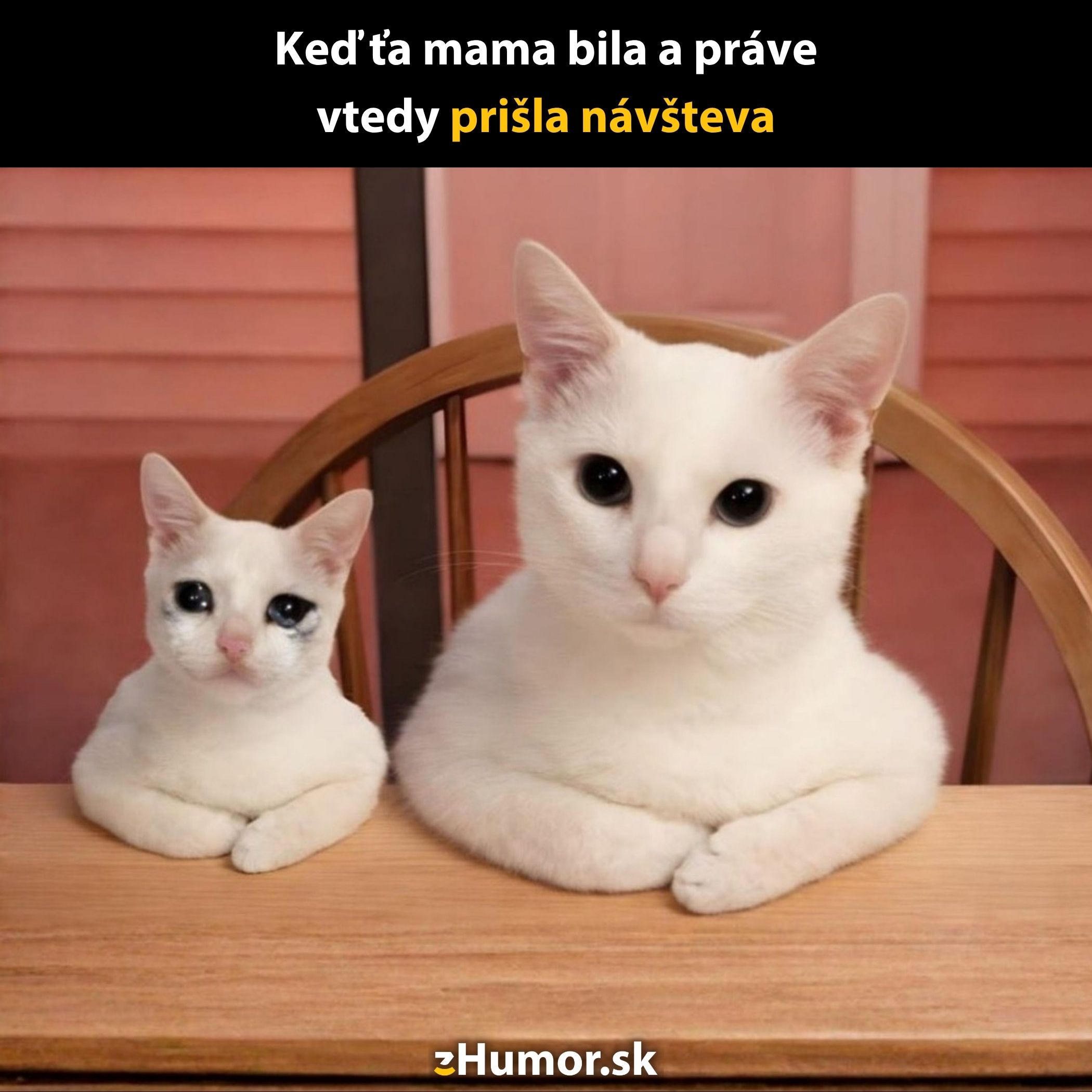 Dve biele mačky s ľudskými výrazmi sediace pri stole, jedna vyzerá smutne.