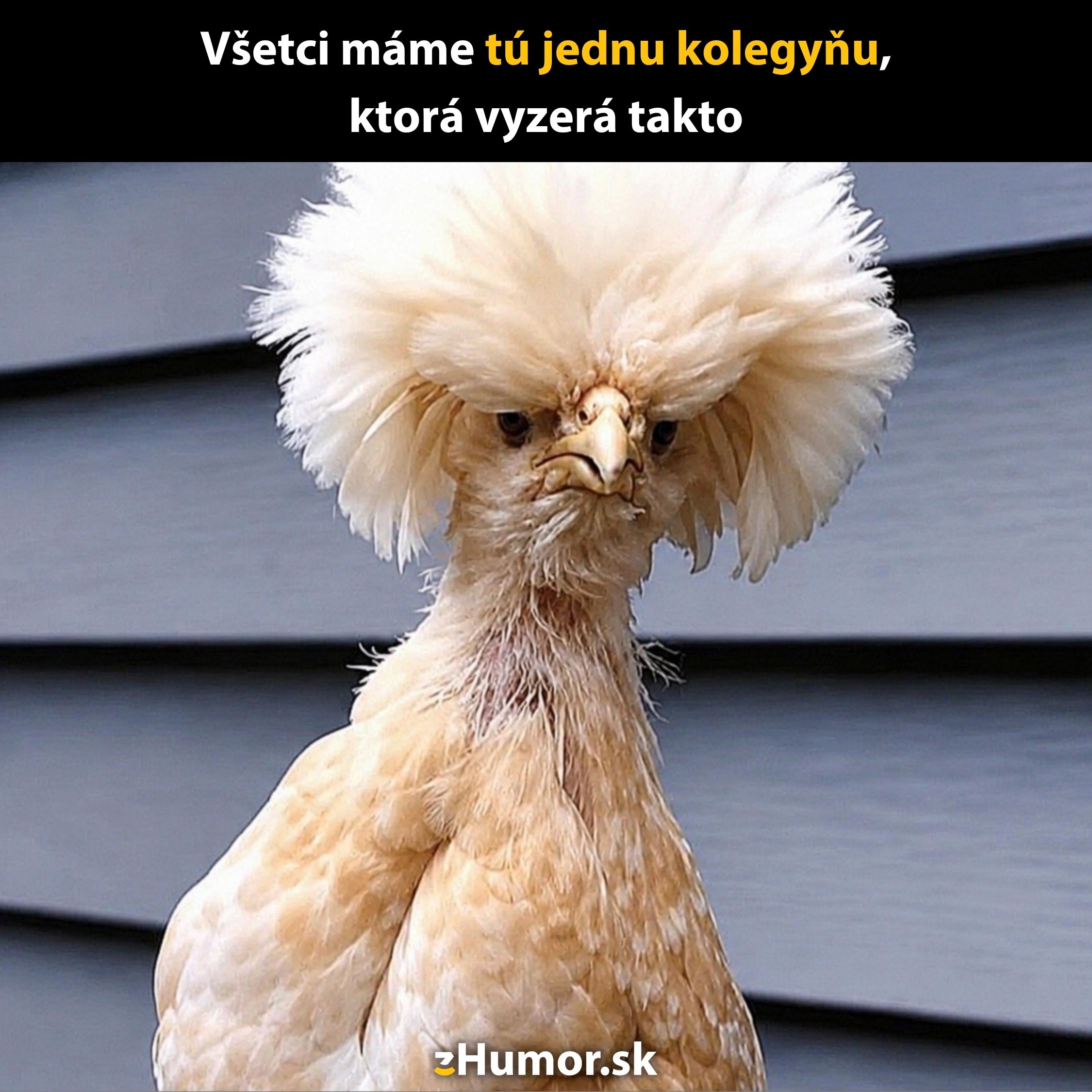 Kurča s divokým účesom na sivom pozadí, vtipný popis o kolegyni s podobným vzhľadom.