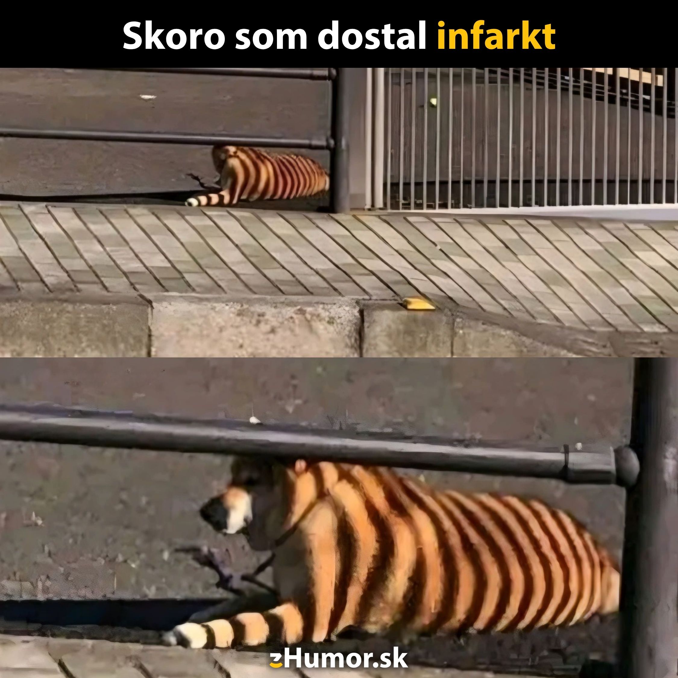 Pes s pruhovaným svetrom za plotom, pripomínajúci tigra, na dláždenom chodníku. Humoristický moment.