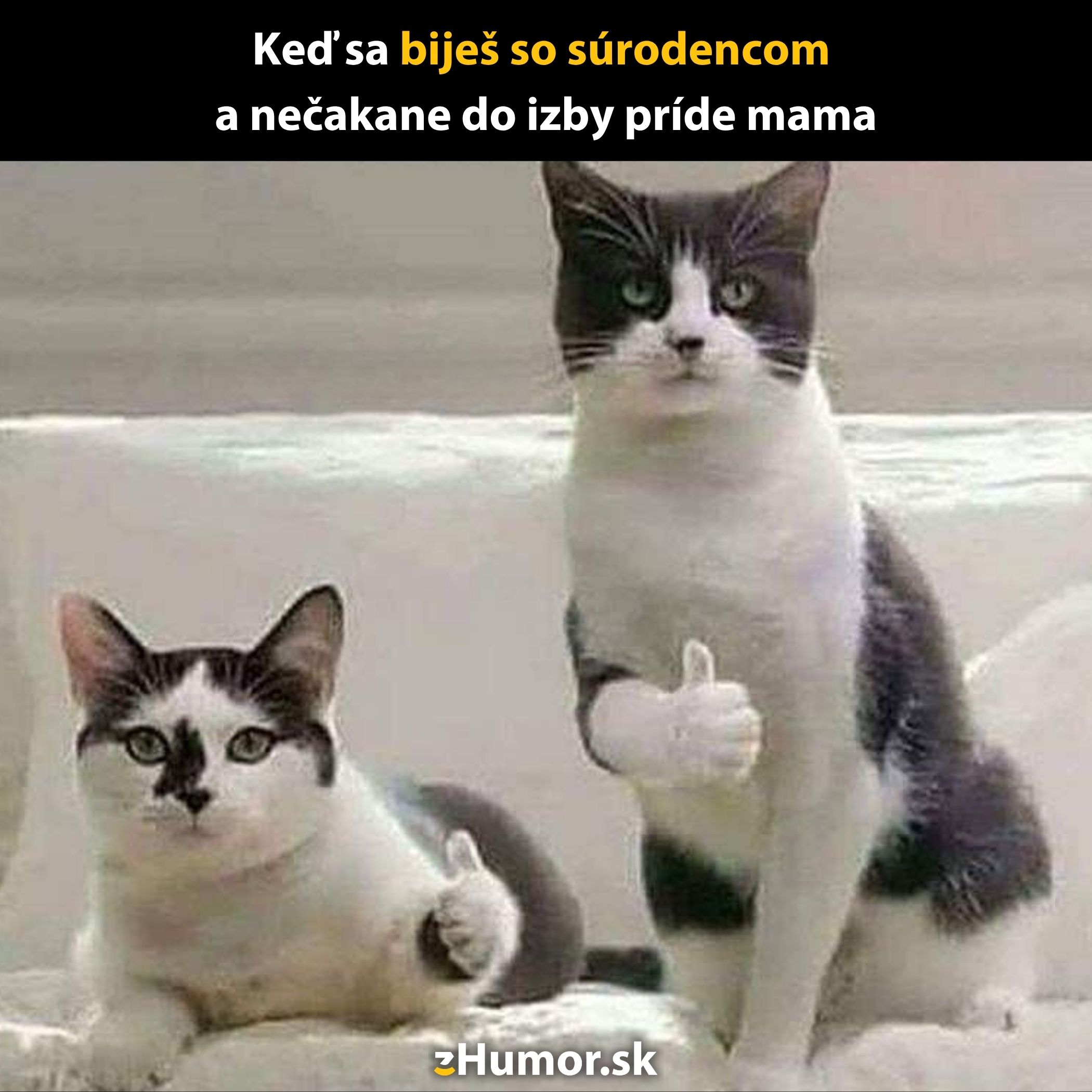 Mačky s palcami hore, vtipný moment, keď súrodenci predstierajú pokoj pred rodičmi.