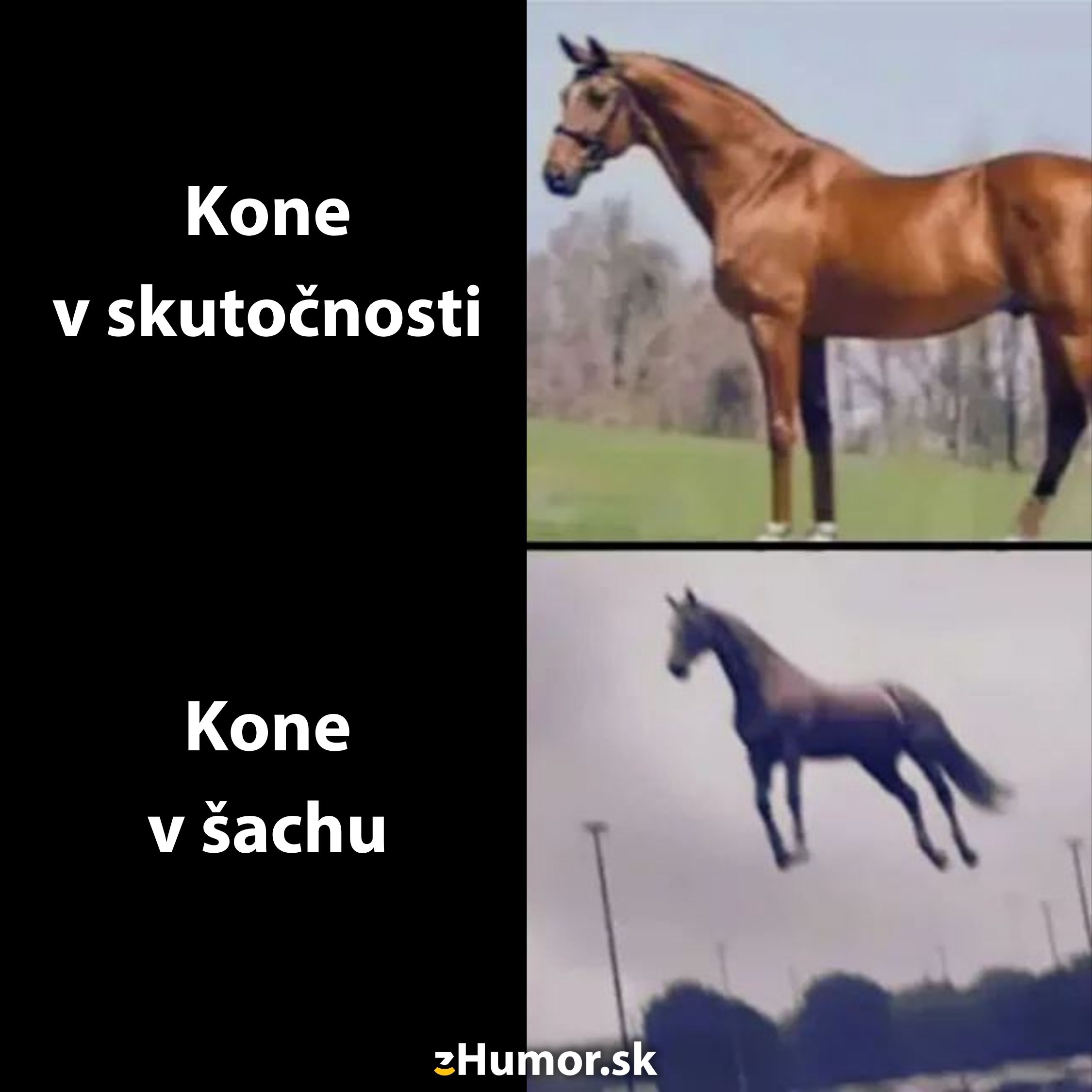 Kôň v reálnom svete vs. kôň v šachu: humorné porovnanie skutočnosti a šachového pohybu.