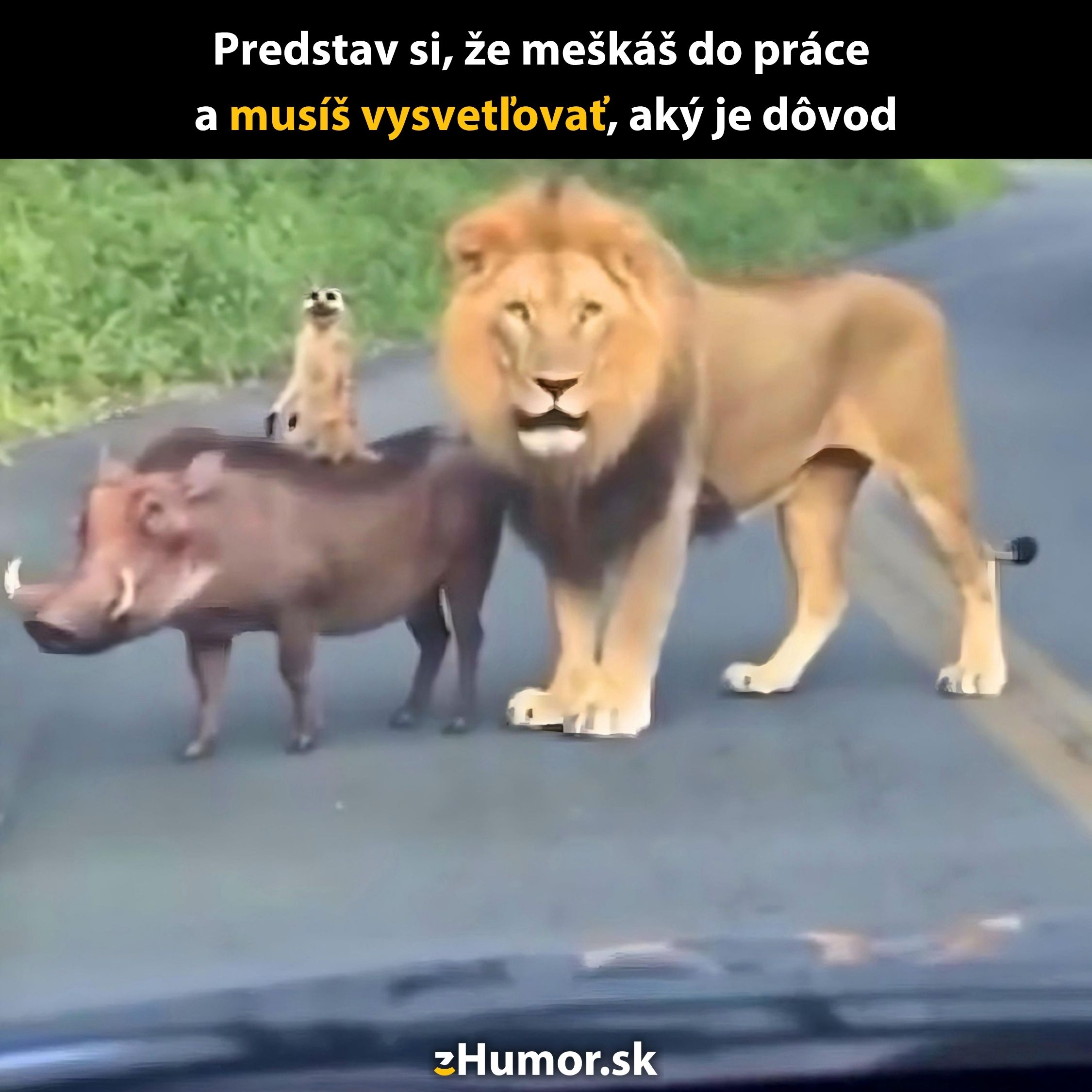 Lev, surikata a prasa bradavičnaté stoja na ceste. Text: Predstav si, že meškáš do práce.