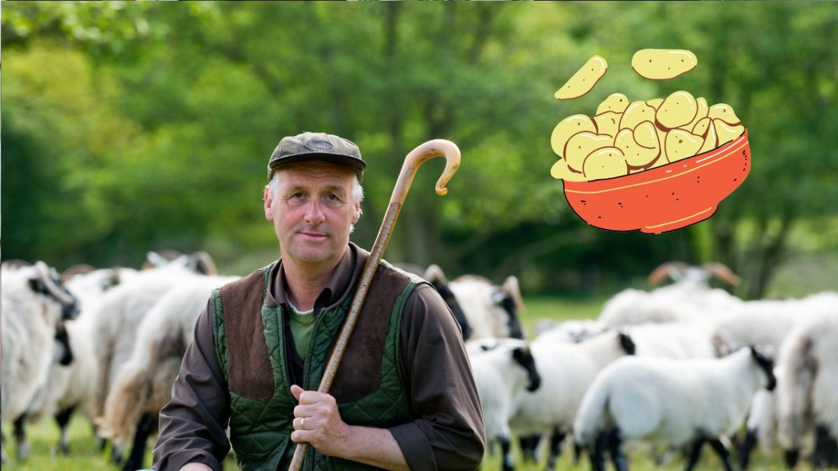 Pastier s ovcami na lúke, s kresleným tanierom zemiakov, jar v prírode.