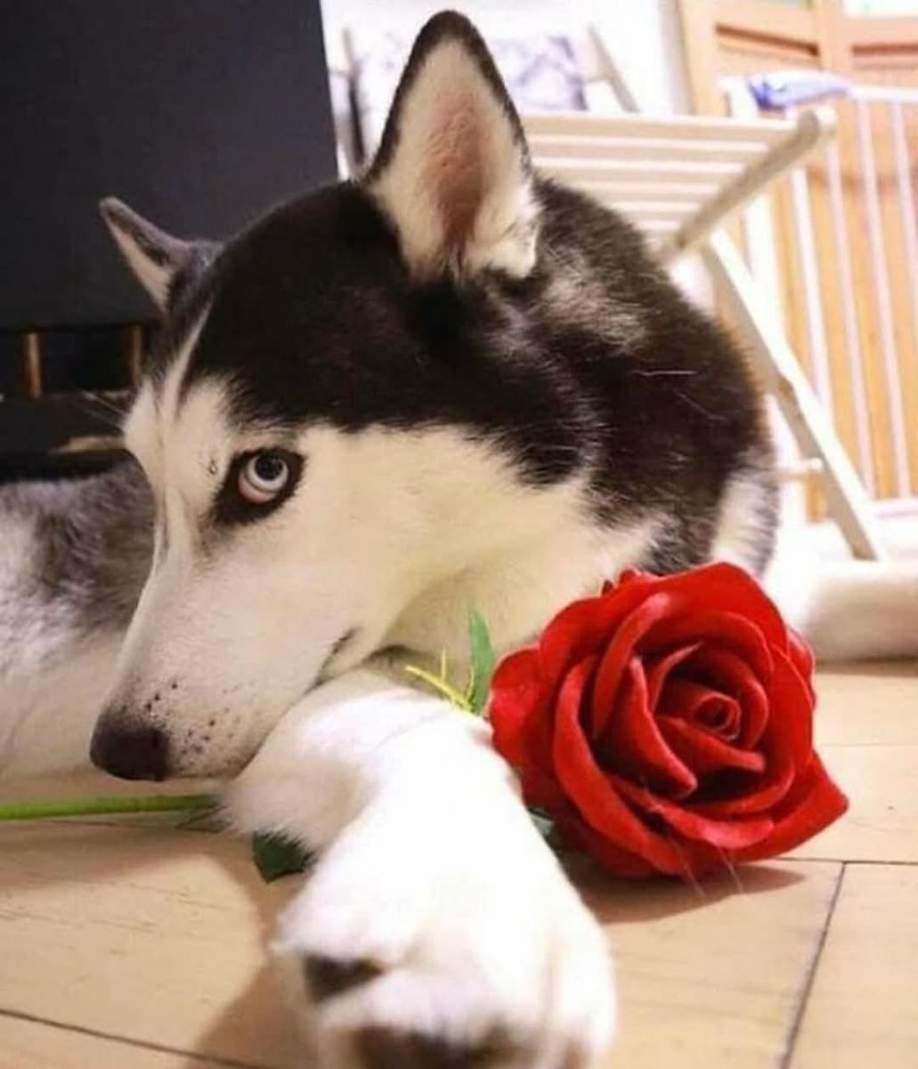 Sibírsky husky ležiaci na podlahe s červenou ružou pri labke, pokojný a romantický vzhľad.