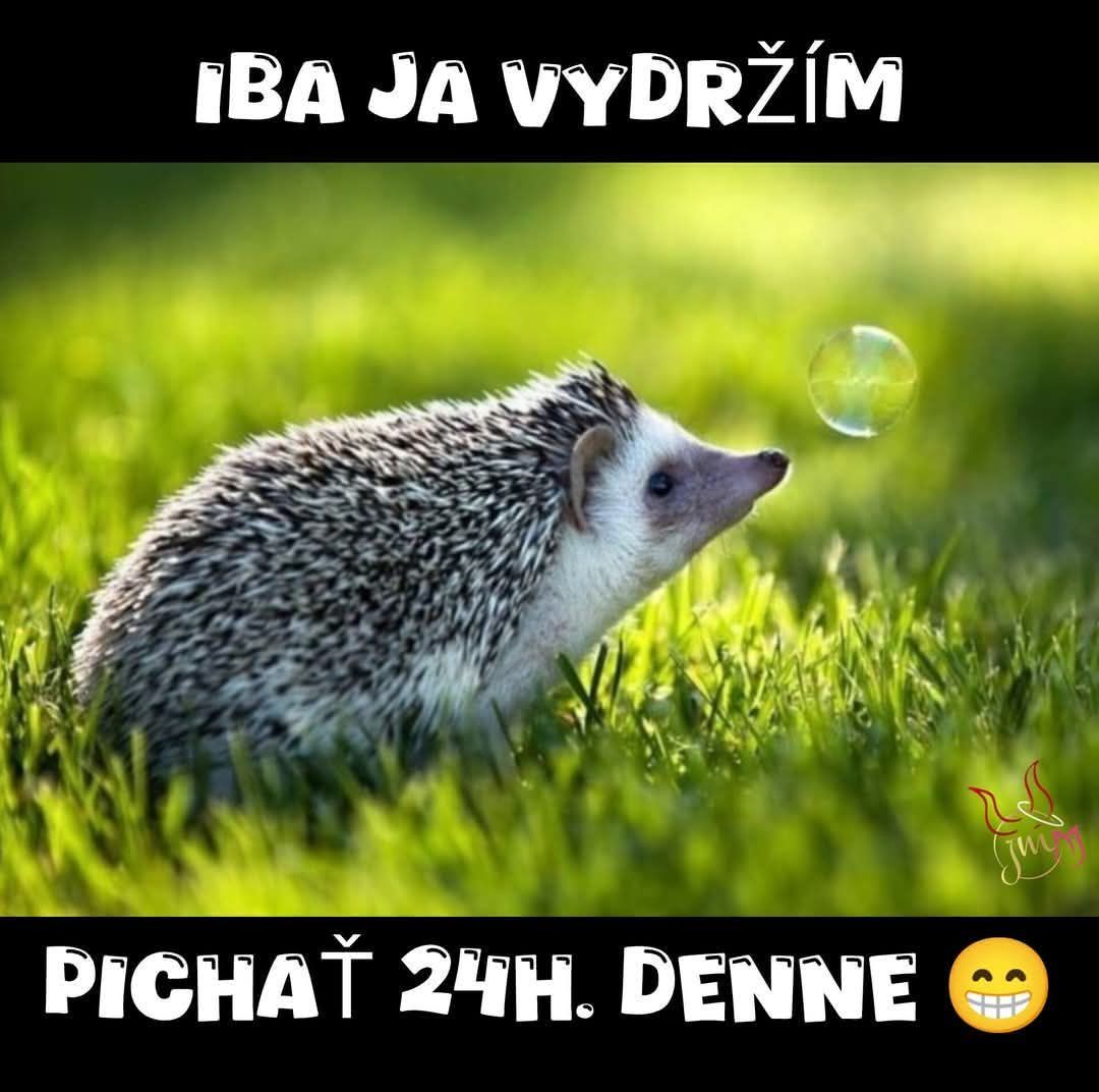 Ježko na tráve sleduje bublinu, vtipný text hovorí Iba ja vydržím pichať 24h denne s usmievavým emotikonom.