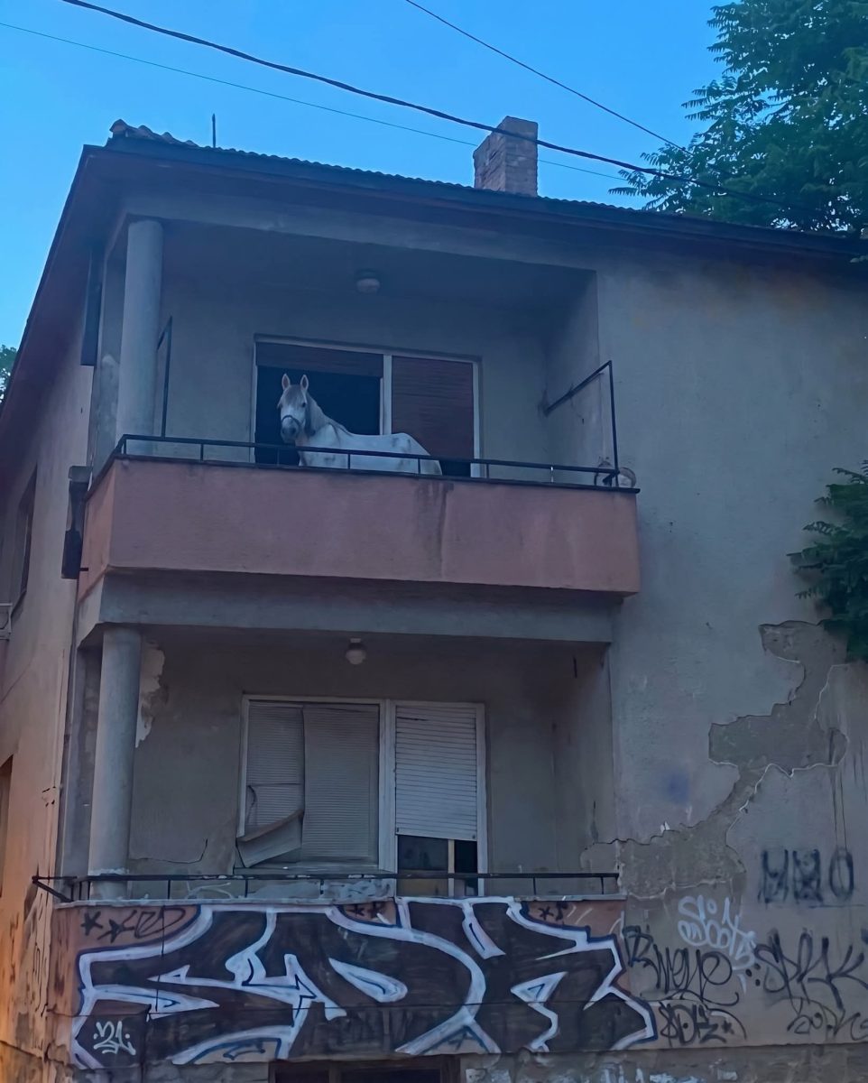 Kôň stojí na balkóne starého domu s grafitmi.
