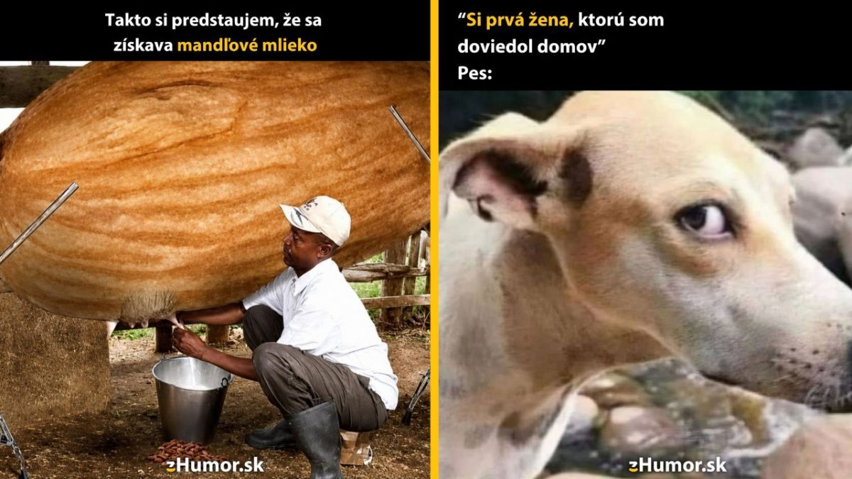 Muž dojí veľký orech, pes vyzerá podozrievavo; humorná predstava výroby mandľového mlieka.