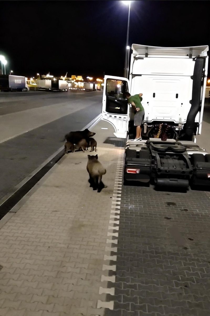 Vodič kamiónu pozoruje skupinu diviakov na parkovisku v noci.