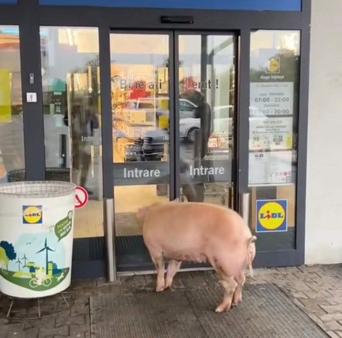Prasa stojí pred vchodom do obchodu Lidl, skúma sklenené dvere s nápisom Intrare.