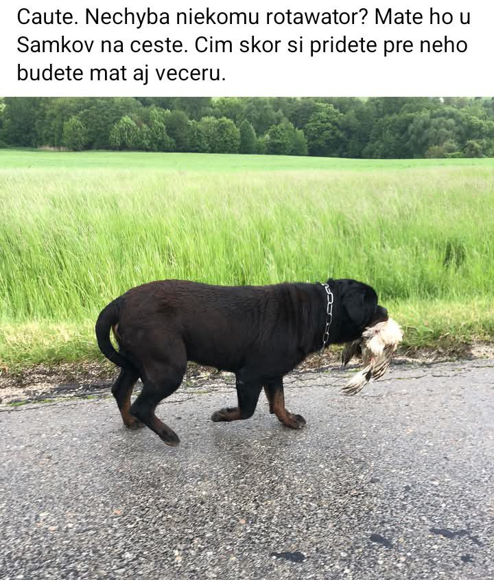 Pes s vodítkom nesie ulovenú korisť po ceste vedľa zelenej lúky.
