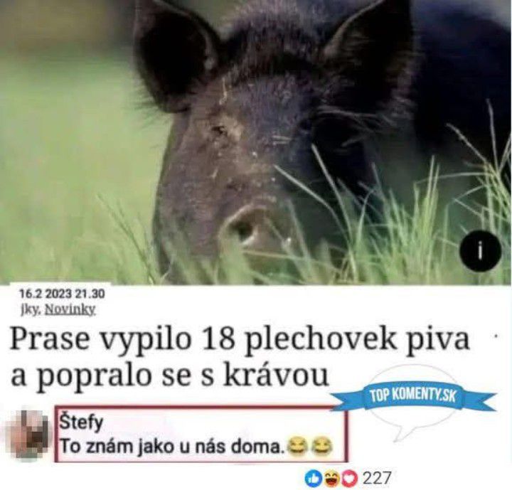 Divoké prasa v tráve s textom o piatich vypitých plechovkách piva a následnej bitke s kravou.
