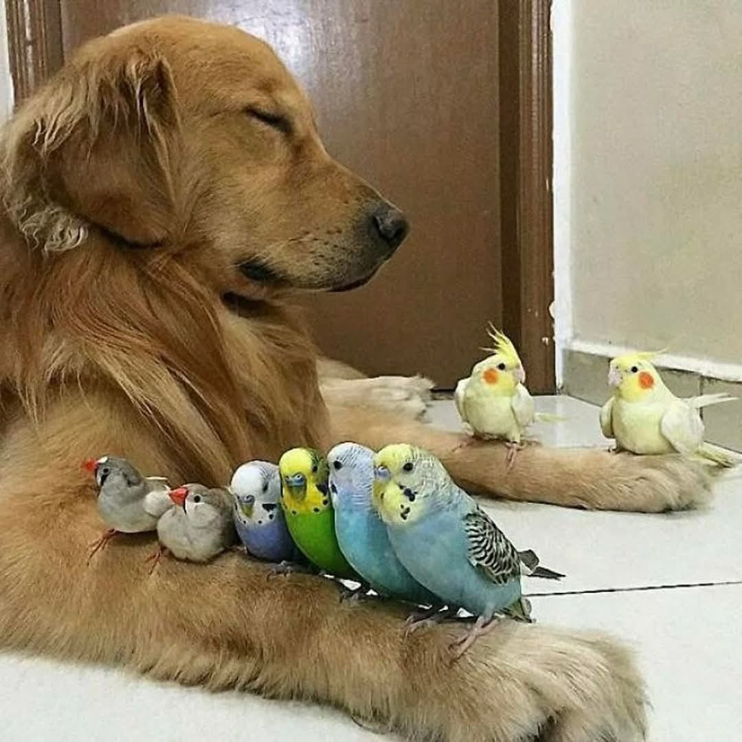 Zlatý retriever oddychuje s kŕdľom farebných vtákov na labách, zdieľajú pokojný moment vnútri miestnosti.