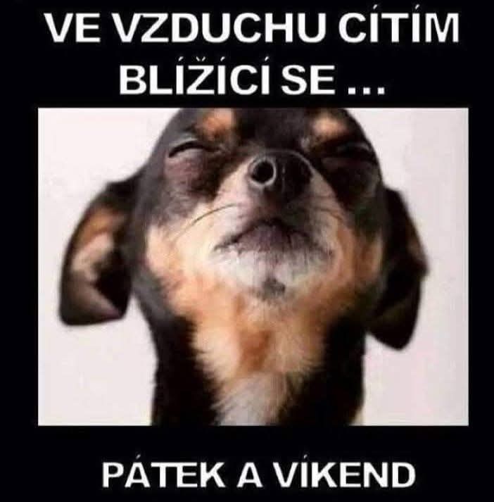 Pes si užíva pocit blížiaceho sa víkendu a piatku s privretými očami.