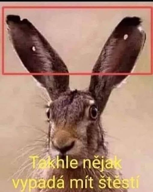 Zajac so šťastím, ktorý prežil nebezpečnú situáciu, má otvory v ušiach od streľby.