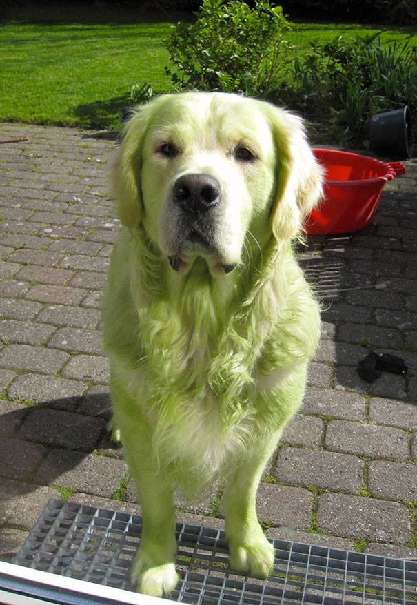Žltý labrador s farebným nádychom na srsti stojí na dvore v slnečnom dni pred červeným vedrom.