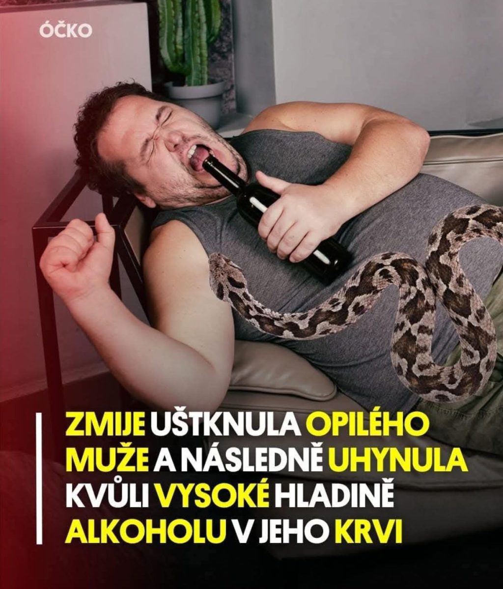Muž so zmijou v ruke, padajúci na gauč z opitosti, číre dôsledky nečakanej interakcie s alkoholom.